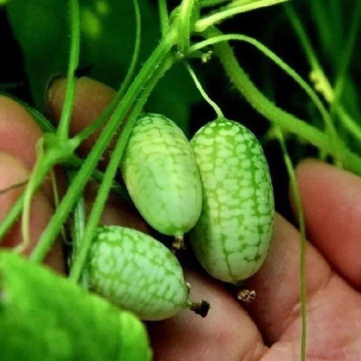 🍉RARE SEEDS THUMB WATERMELON SEEDS
