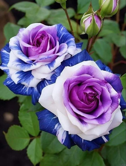 🤗🌹Rare Twin Red White Rose Seeds  – Stunning Garden Blooms, Easy to Grow🌱👩🏻‍🌾