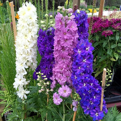 💙Grow Tall, Elegant Delphinium Flowers for a Dreamy Cottage Garden