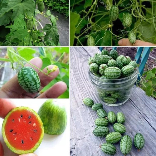 🍉RARE SEEDS THUMB WATERMELON SEEDS