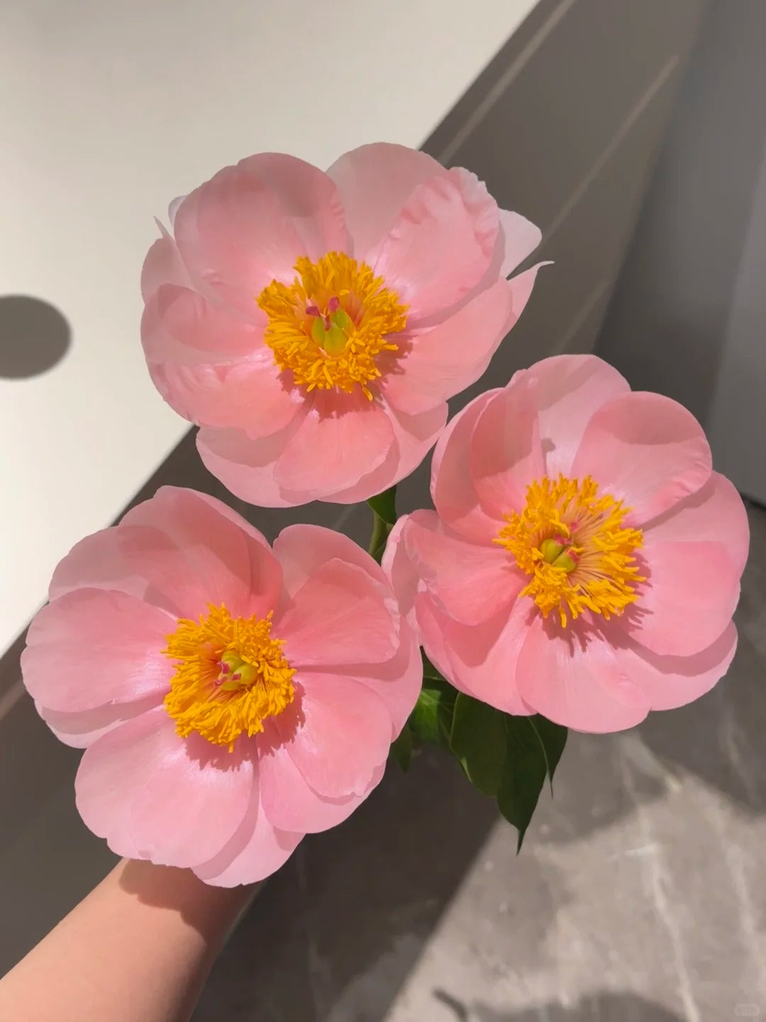 🌺 Peony Bulbs: The Queen of Flowers for Your Garden