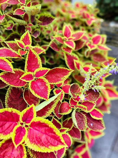 🌈 STOP Scrolling… Your Garden Is About to Get ADDICTIVELY Colorful 😍