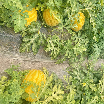 🍉🍹Golden Red Watermelon Seeds