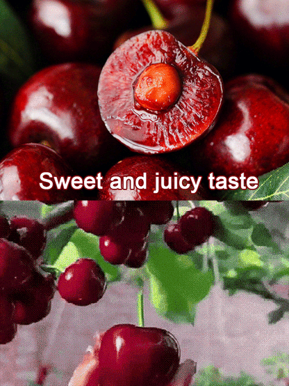 ✨Top Grade & Productive – Chilean Cherry Seeds Direct from Origin🌱98% survival rate. Suitable for beginners.🍒