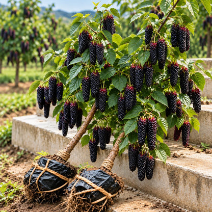 🌳 Rare Giant Red & Black Mulberry Tree Saplings 🌿