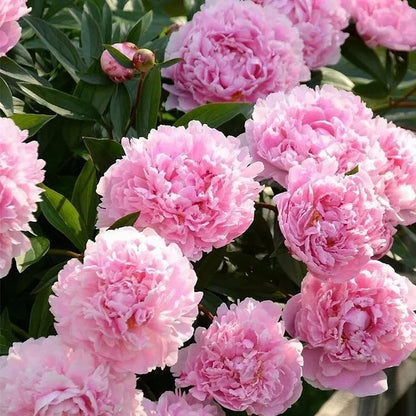🌺🌺🌺 Bring the “Queen of Flowers” to Your Backyard