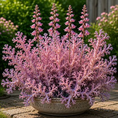 🏠🪸 Coral Reef Hosta Bulbs 🌿 Add Color & Texture to Shady Gardens