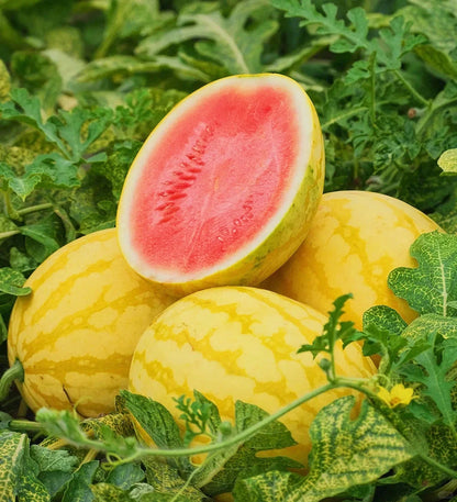 🍉😋Ruby Watermelon Seeds-Grow Your Own Sweety