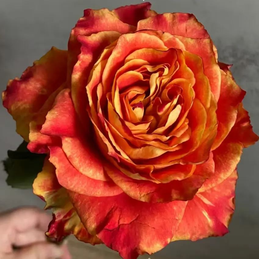 'Ode to Joy' Rose Seeds