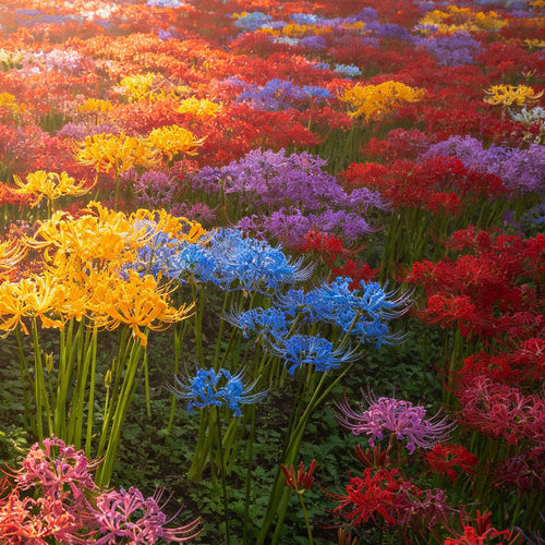 🌷·̩̩̥͙*̩̩̥͙˚̩̥̩̥Glow Like Magic — Stunning Spider Lilies Made Easy