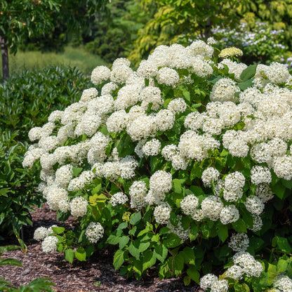 🌈Premium Hydrangea Seeds – Grow Stunning Color-Changing Bloom Garden