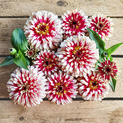🔥Zinnia Seeds – 🌼Grow a Burst of Color in Your Garden (Fast, Easy & Beginner-Friendly)