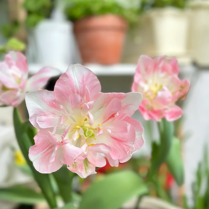 🌼 Rare Double Daffodils 🤗 Elegant Blooms of Hope & Good Fortune