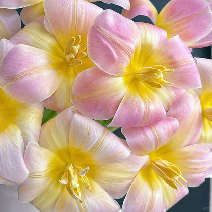 💥Spring NEW🌷Tulips "first love"seeds