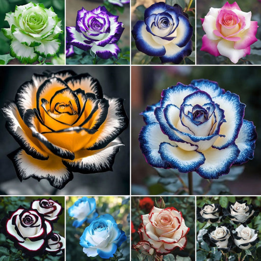 🌈🌹Rare Blue Moon Rose 🌸Elegant Blooms That Transform Your Garden