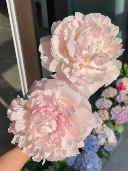 🌺 Peony Bulbs: The Queen of Flowers for Your Garden