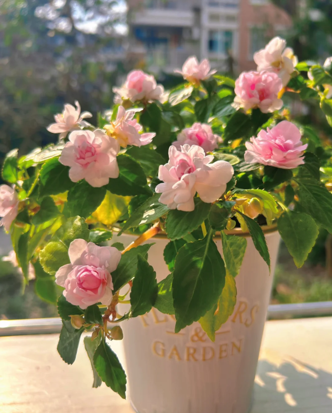 Premium Double Impatiens Seeds — Lush Double Petal Flowers for Containers🌸