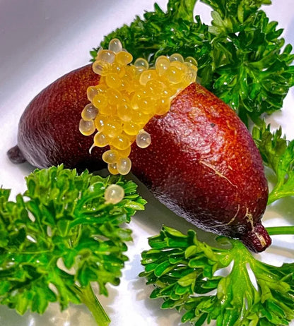 50% Discount-🍋Lemon Caviar! 🪴Lemon Seeds with Your fingers