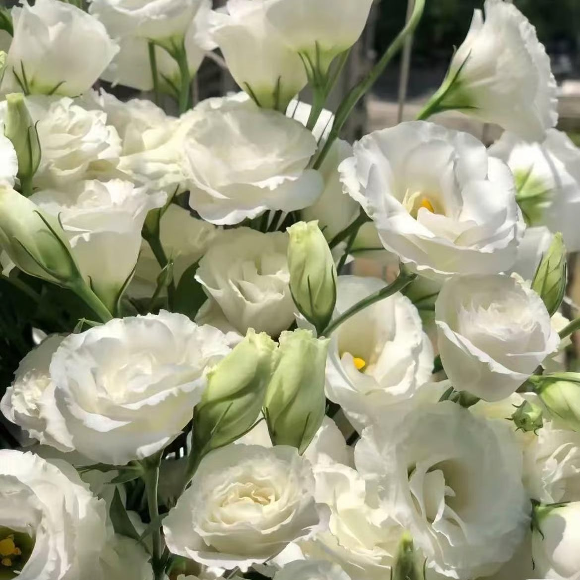 💖🌷Experience the Beauty of Eustoma in Your Own Garden 💐