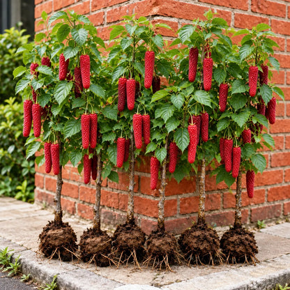 🌳 Rare Giant Red & Black Mulberry Tree Saplings 🌿