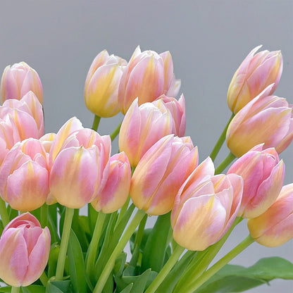 💥Spring NEW🌷Tulips "first love"seeds