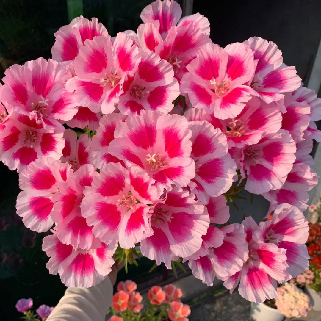 Godetia flower seeds 🌼 Clarkia amoena (Farewell-to-Spring)