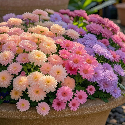 ❌️🦟Mixed Color Pyrethrum Daisies for a Healthier Garden 🌸