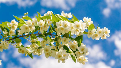 🌸 Delicate White Jasmine That Fills Your Garden With Fragrance 🌿