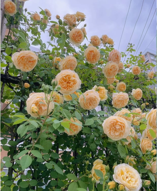 🌹 Fast-Growing Climbing Roses – Beautiful Blooms in Just One Year!