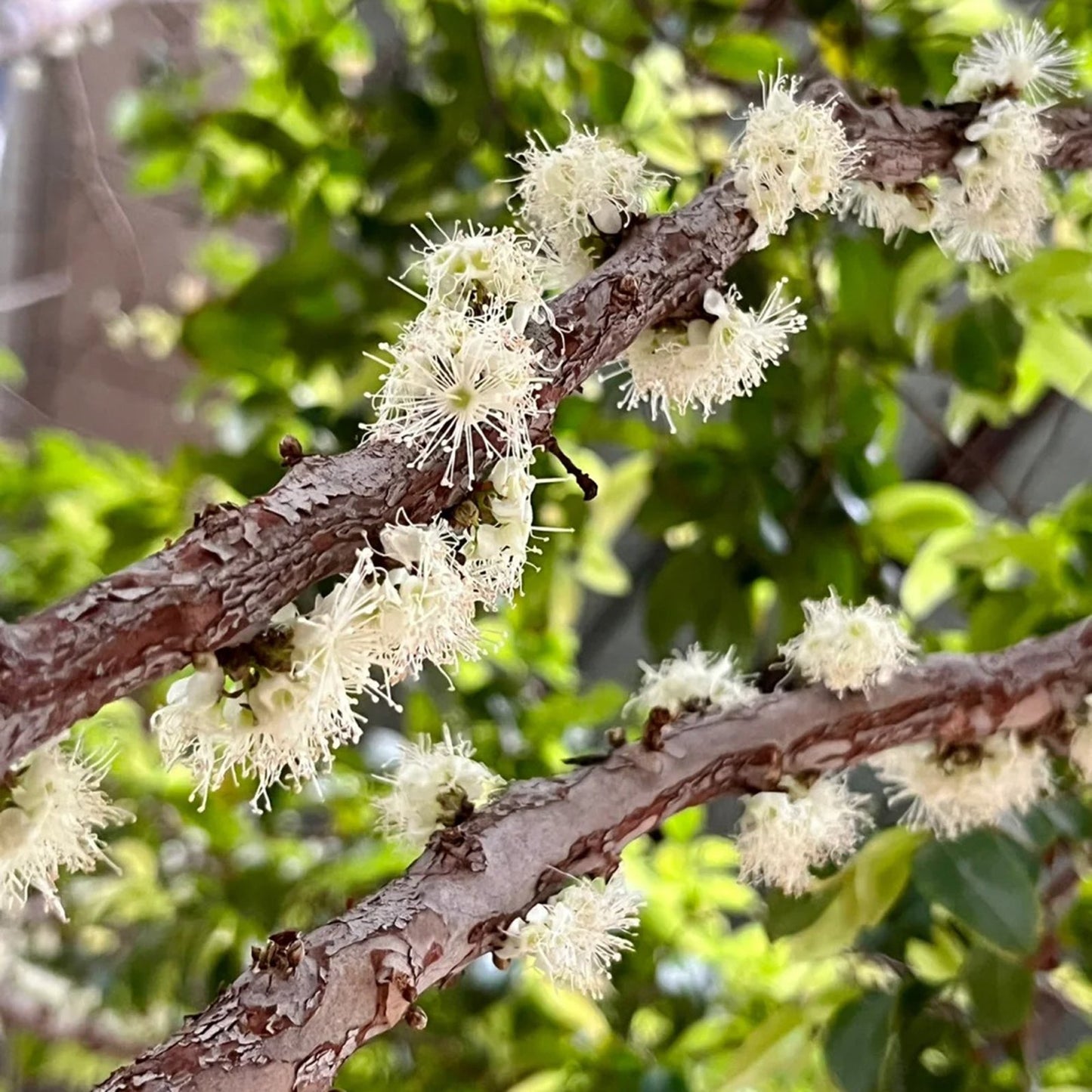 Grapes that Grow on Trees! 🌳🍇 Jaboticaba Heirloom Tree Seeds