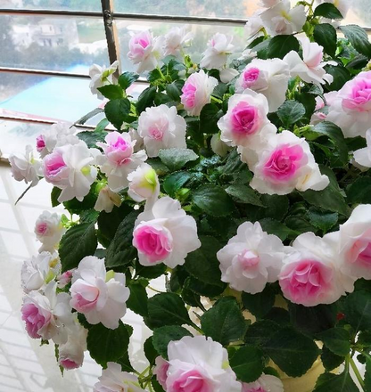Premium Double Impatiens Seeds — Lush Double Petal Flowers for Containers🌸