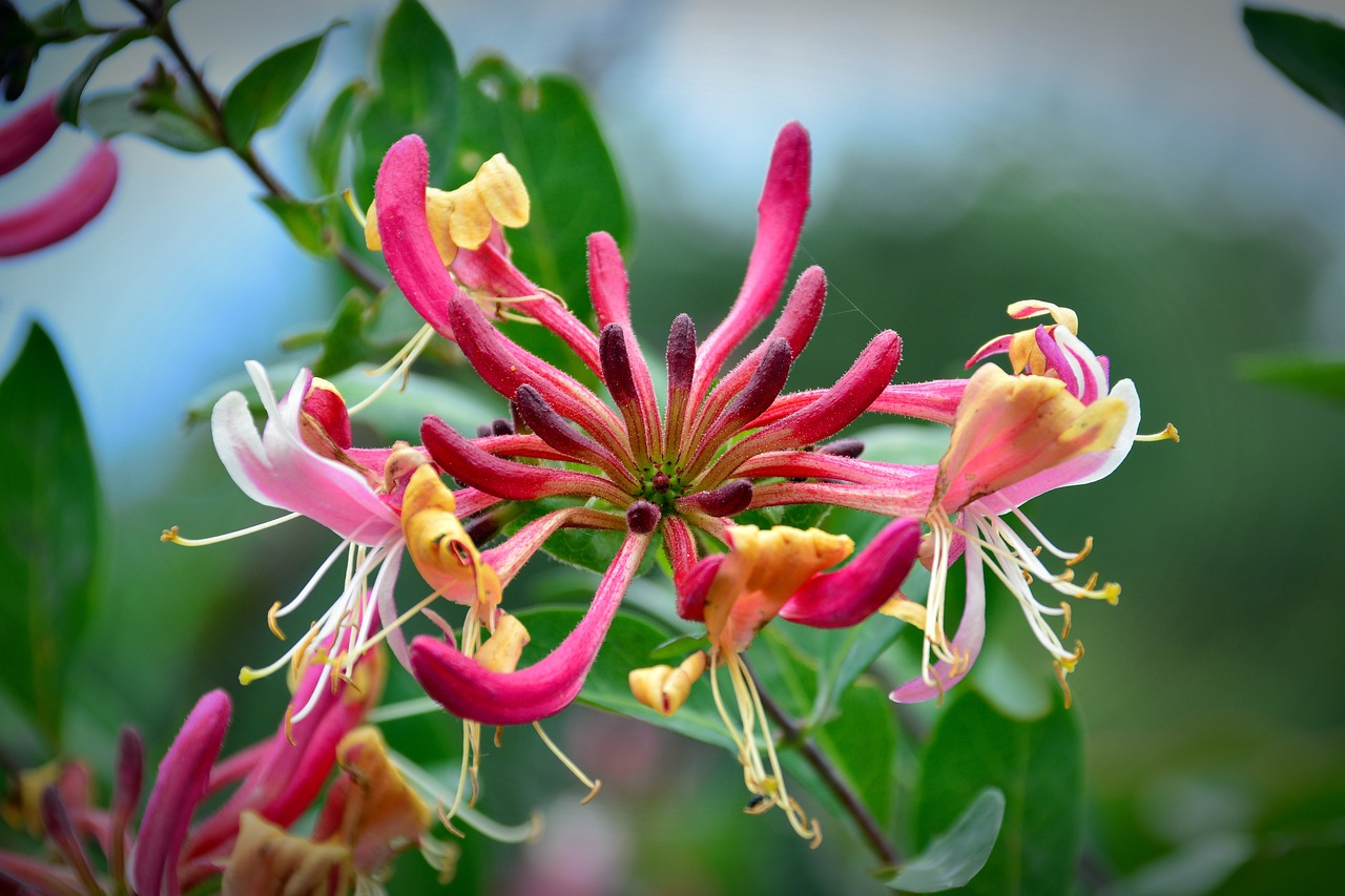 🐝Mixed Color Honeysuckle Seeds | Perennial Climbing Flower, Easy to Grow, Fragrant