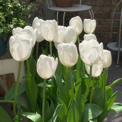 🌷‎⋆. ݁Create a Garden Full of Elegant Tulips