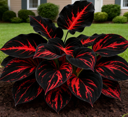 🔥Rare Dark Blue Flame Hostas Seeds🌌 Glow in the Day & Night Garden Magic