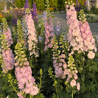 💙Grow Tall, Elegant Delphinium Flowers for a Dreamy Cottage Garden