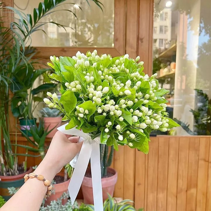 LAST DAY Promotion 49% OFF 🌸 Jasmine Potted Plant