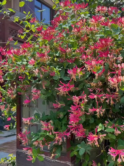🐝Mixed Color Honeysuckle Seeds | Perennial Climbing Flower, Easy to Grow, Fragrant