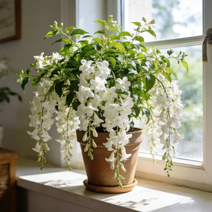 💐 Midnight Perfume Jasmine Seeds – Fragrant Climbing Flowers for Balcony & Garden 🌼