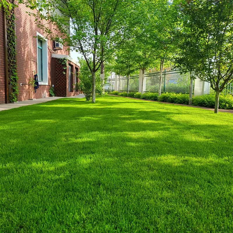 Fast-Growing Grass Seeds & Lawn Repair Blend