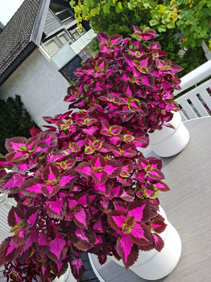 🔥20% Off: Fill Your Garden with the Vibrant ‘China Rose’ Coleus