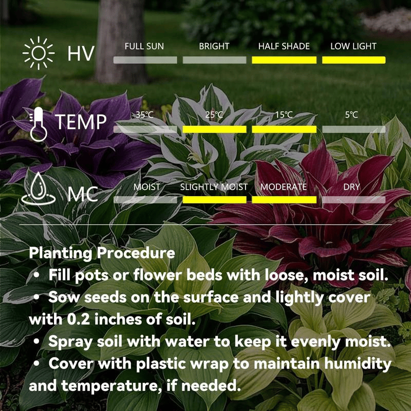🍃 Rare Coleus seeds🌸, ideal for perennial shade garden ornamental foliage