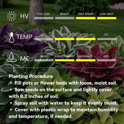 🍃 Rare Coleus seeds🌸, ideal for perennial shade garden ornamental foliage