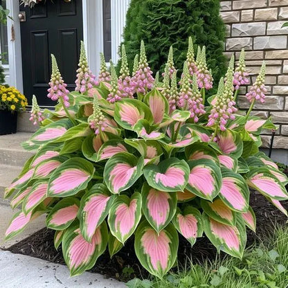 🌿Rare Premium Hosta Bulbs– Easy to grow🌸Transform Your Garden!