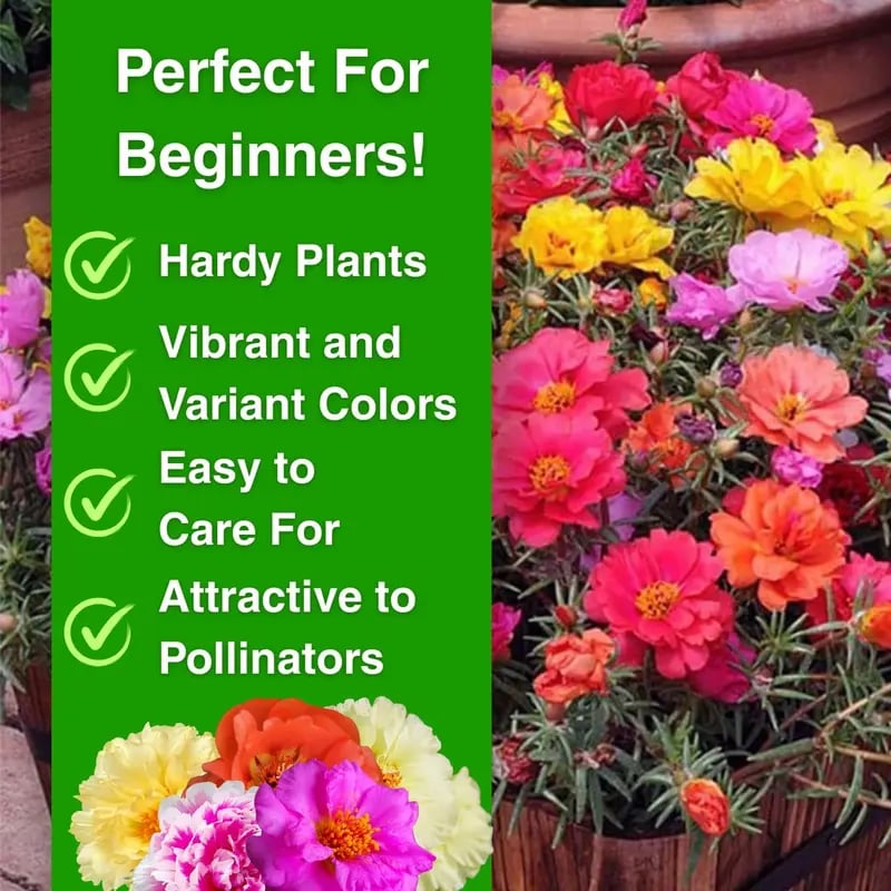 🌸 Double Delight Moss Rose Seeds – 🌿 Perennial / Giant Blooms / No-Fuss Growth