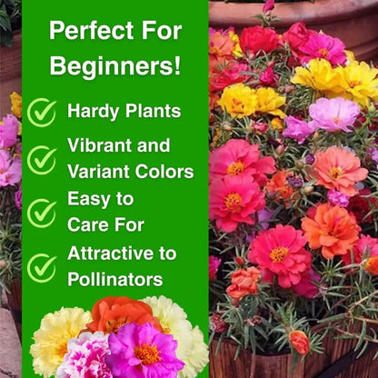 🌸 Double Delight Moss Rose Seeds – 🌿 Perennial / Giant Blooms / No-Fuss Growth