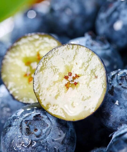 🌸Spring Sale🫐Giant Blueberry Seeds