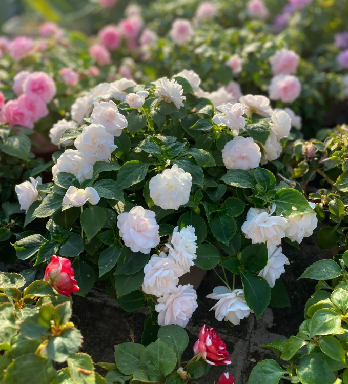 Premium Double Impatiens Seeds — Lush Double Petal Flowers for Containers🌸