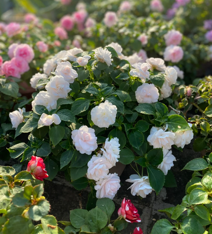 Premium Double Impatiens Seeds — Lush Double Petal Flowers for Containers🌸