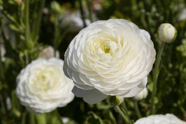🌸 Grow Bouquet-Quality Flowers at Home with Ranunculus Bulbs 💐
