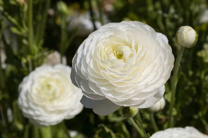 🌸 Grow Bouquet-Quality Flowers at Home with Ranunculus Bulbs 💐